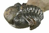 Crotalocephalina, Paralejurus & Reedops Trilobite Association #189984-7